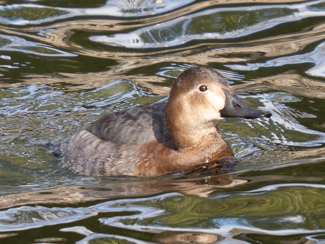 Common Pochard - ML646776218