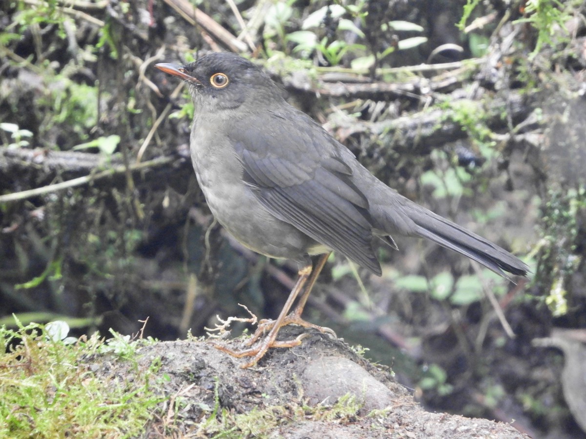 Zorzalito Sombrío - ML646776219