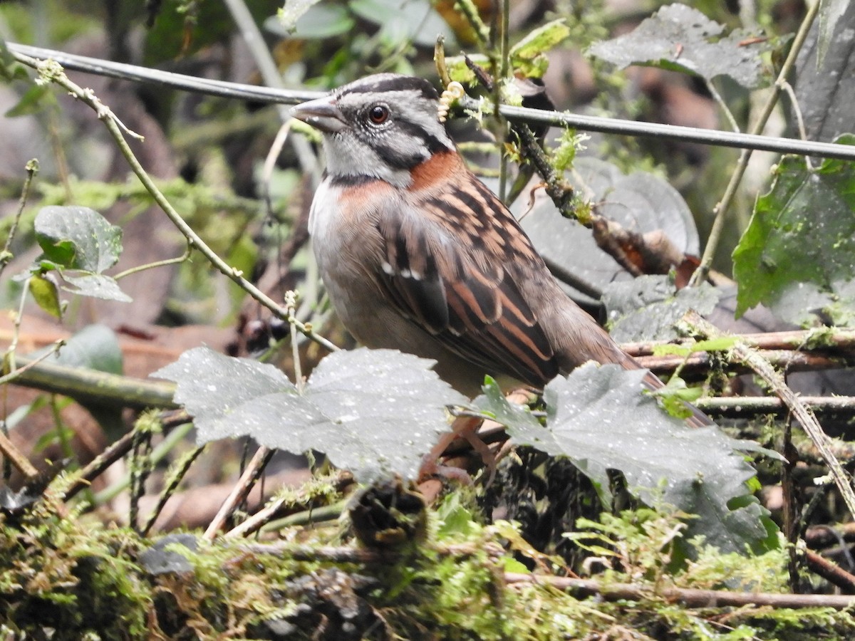 Бруант рудошиїй - ML646776223