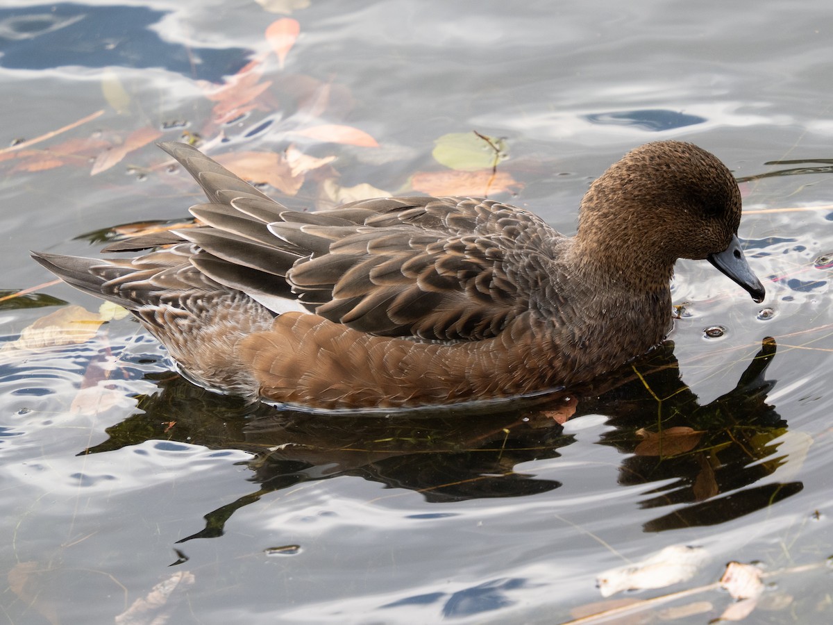 Свищ євразійський - ML646776224