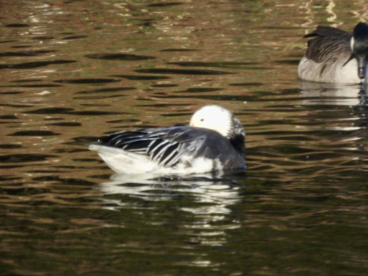 Гуска біла - ML646776225