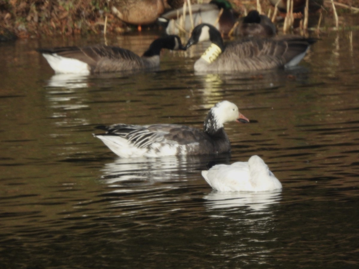 Гуска біла - ML646776226