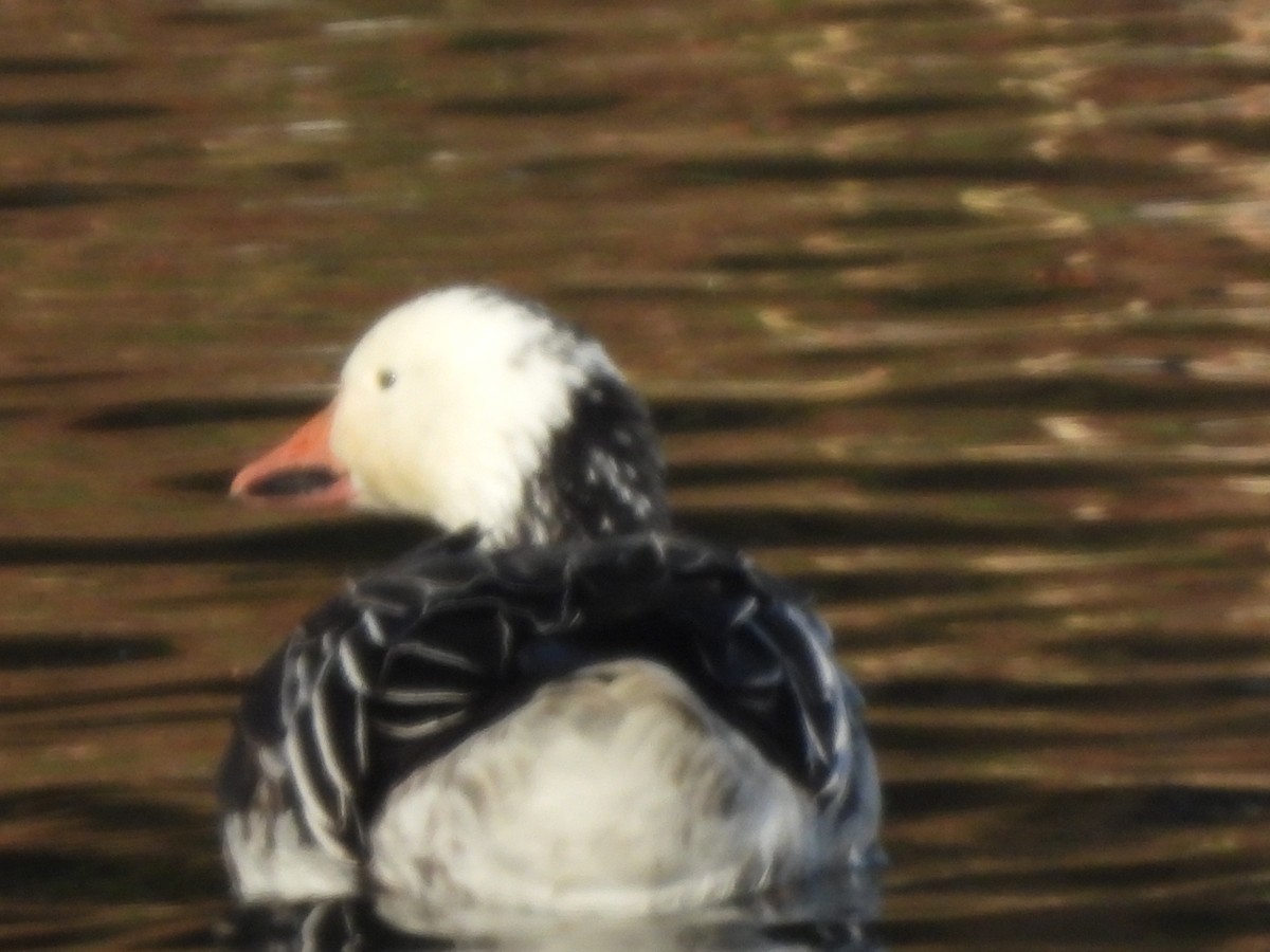 Гуска біла - ML646776227