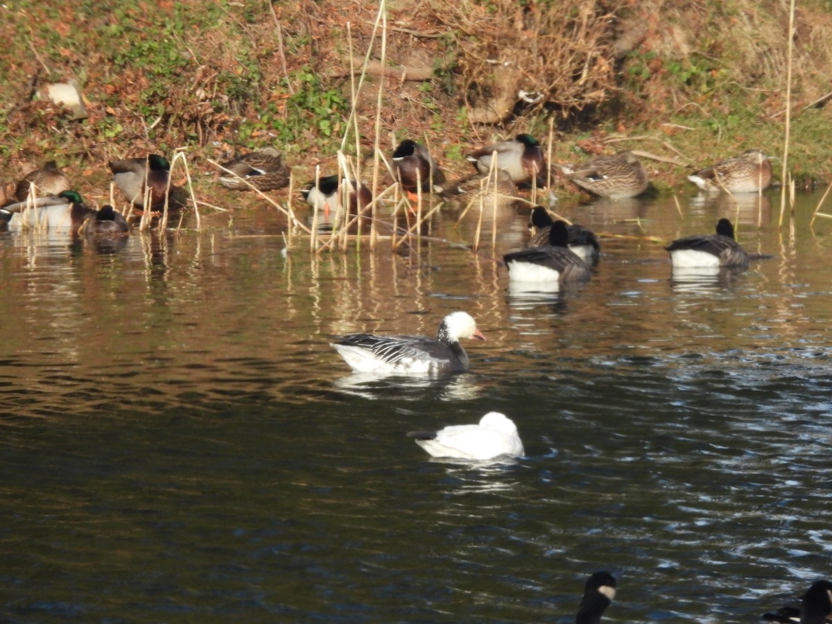 Гуска біла - ML646776228