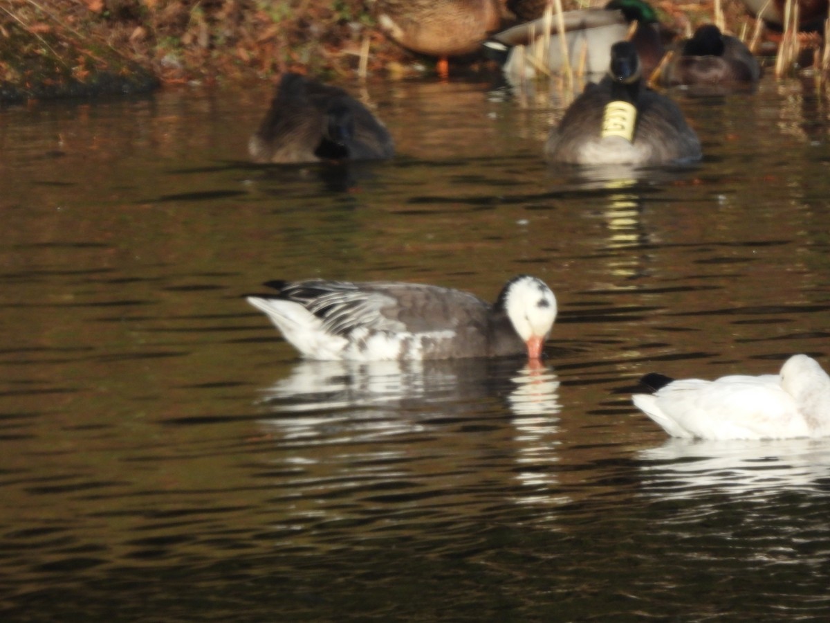 Гуска біла - ML646776230