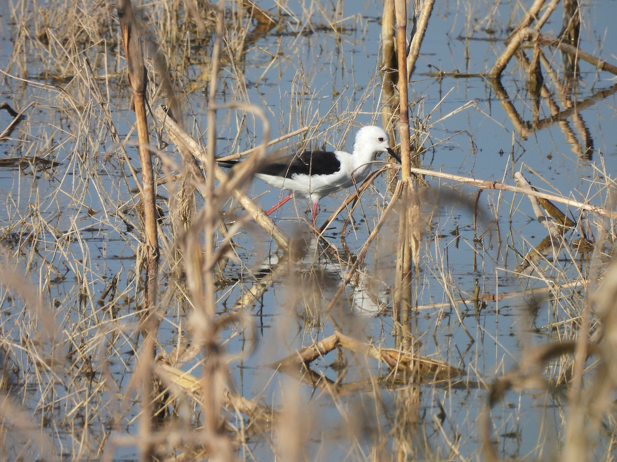 Кулик-довгоніг чорнокрилий - ML646776231