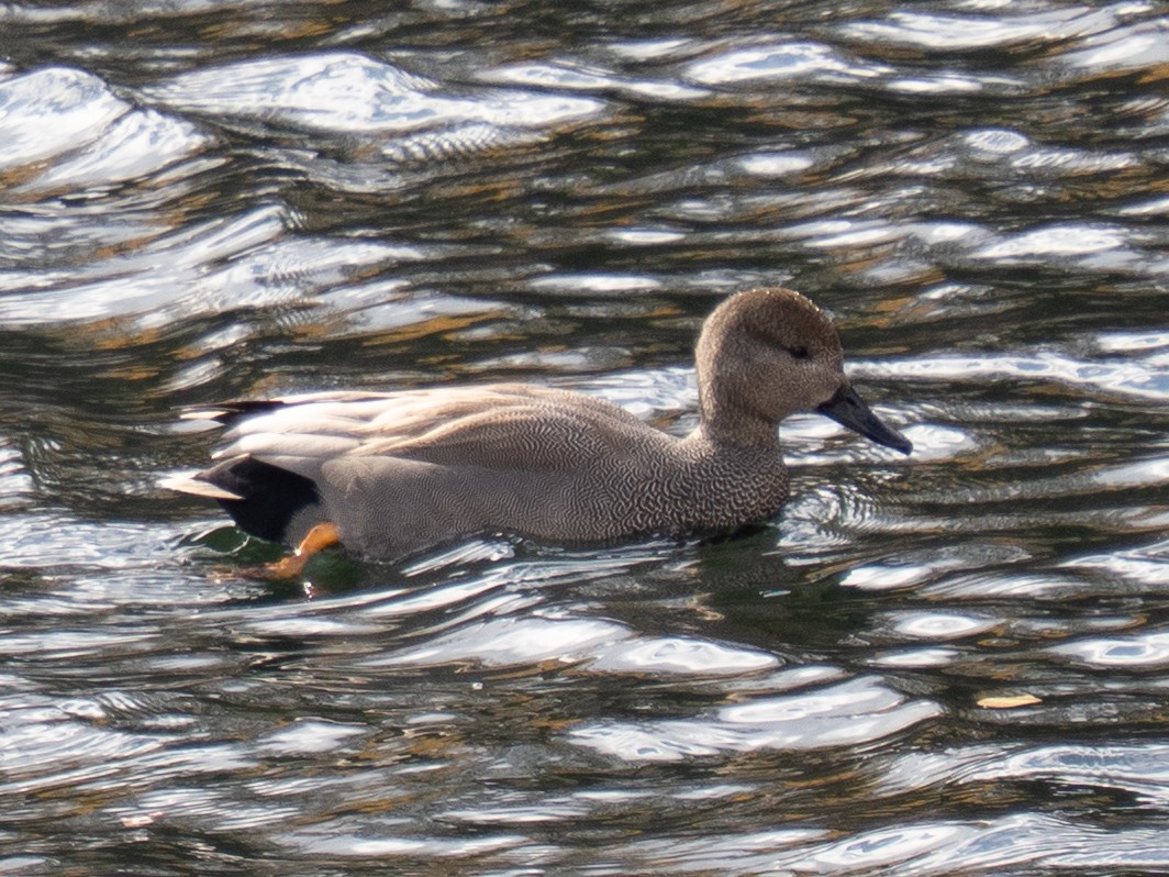 Нерозень - ML646776232