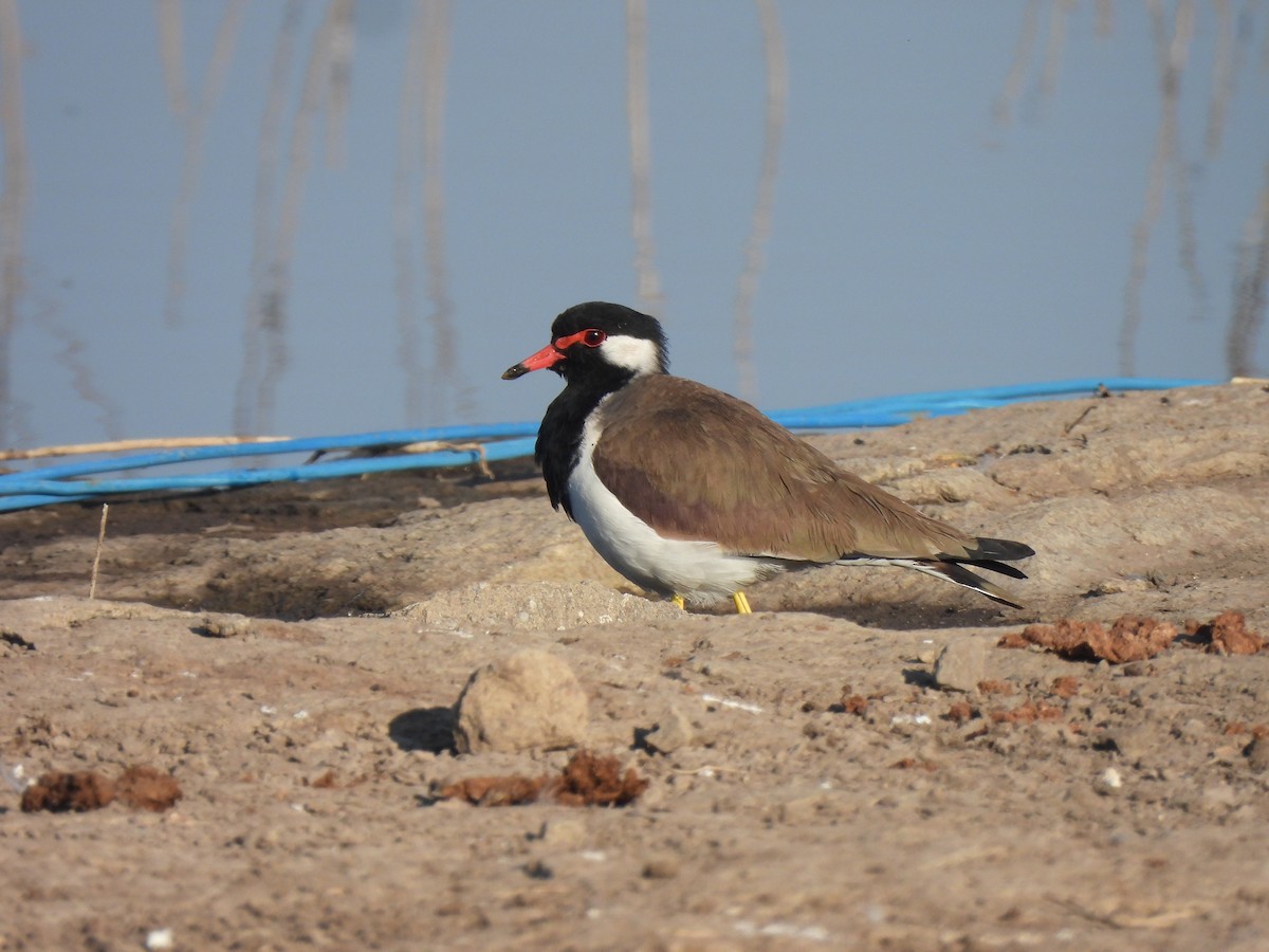 Чайка індійська - ML646776233