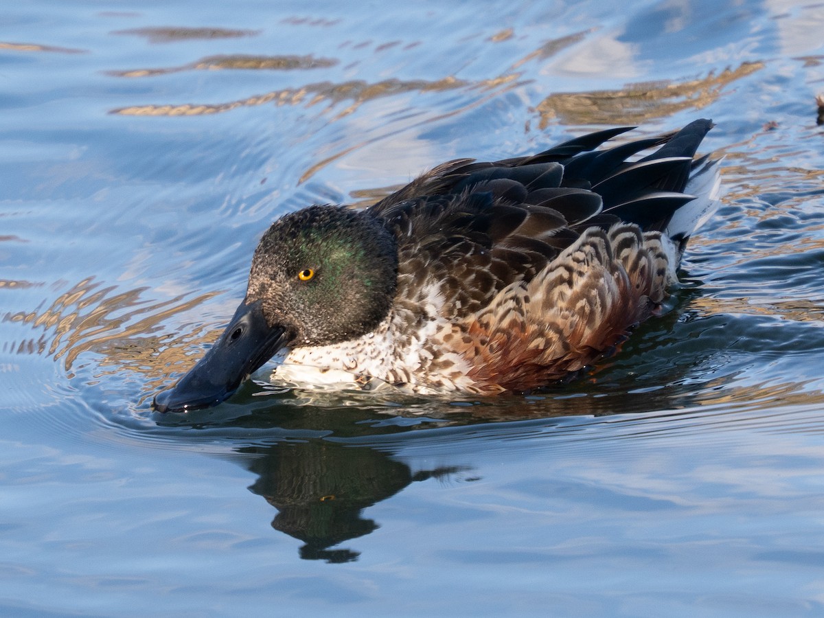 Широконіска північна - ML646776234