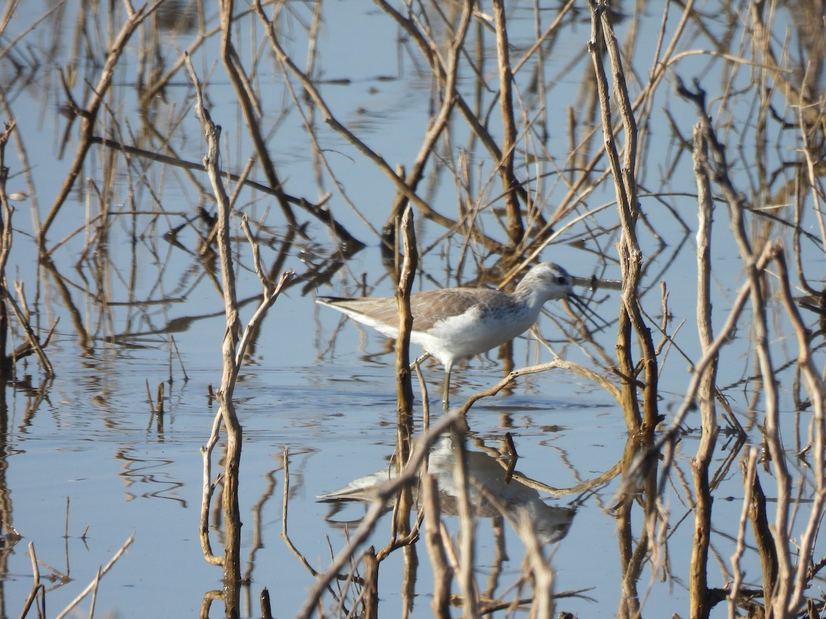 Коловодник ставковий - ML646776237