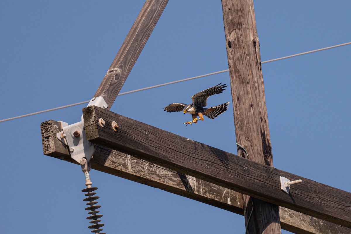 Сокіл мексиканський - ML646776239