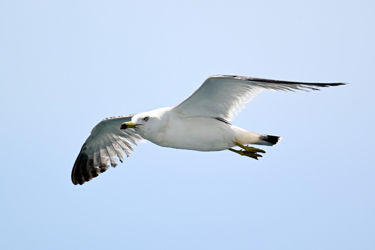 Мартин чорнохвостий - ML646776241