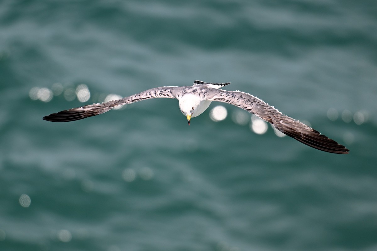 Мартин чорнохвостий - ML646776242