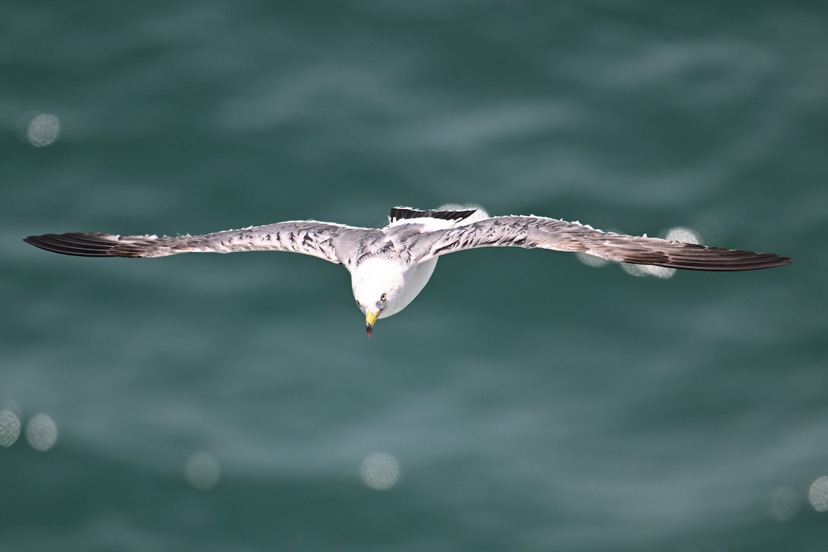 Мартин чорнохвостий - ML646776243