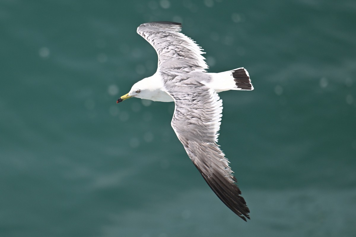 Мартин чорнохвостий - ML646776244