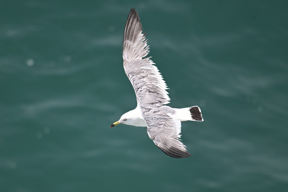 Мартин чорнохвостий - ML646776245