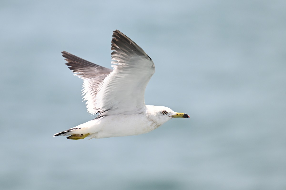 Мартин чорнохвостий - ML646776246