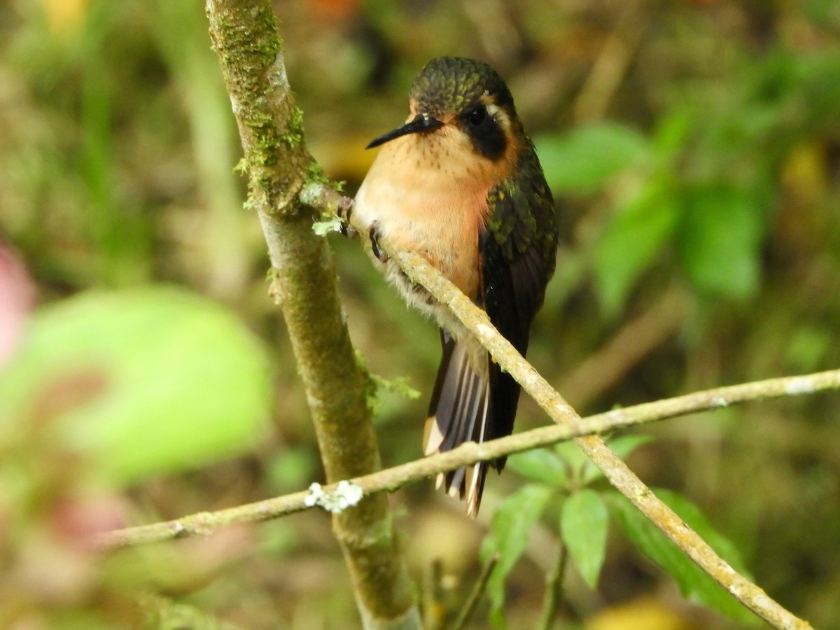 Колібрі плямистоволий - ML646776249