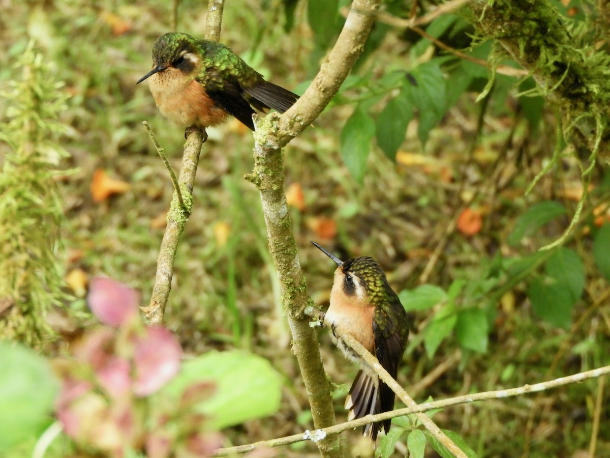 Колібрі плямистоволий - ML646776250