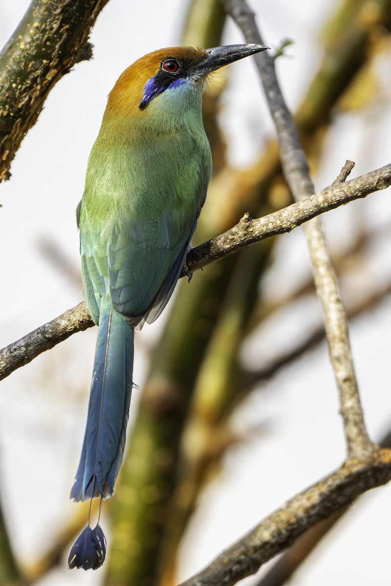 Момот мексиканський - ML646776251