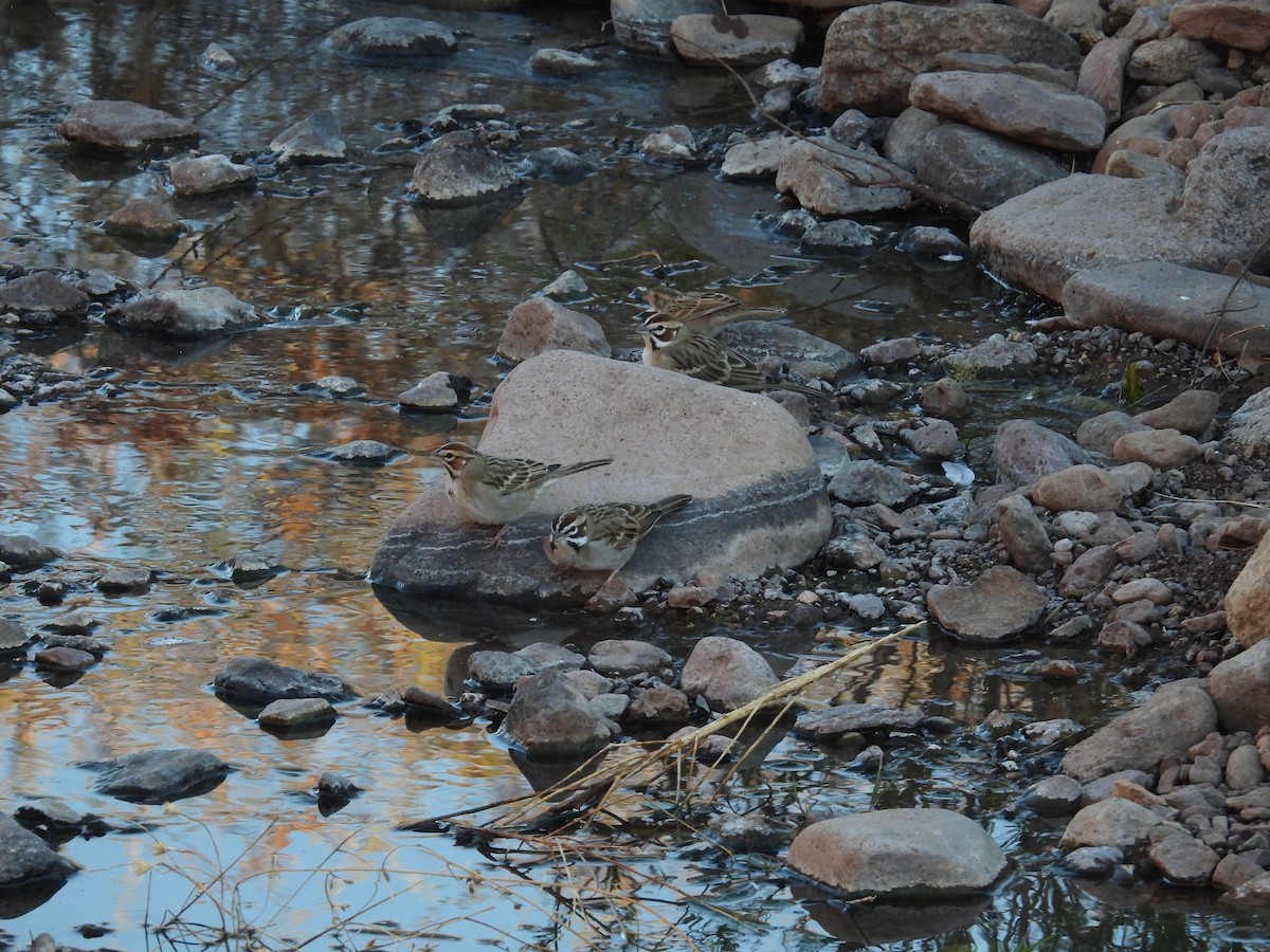 Потюк - ML646776252