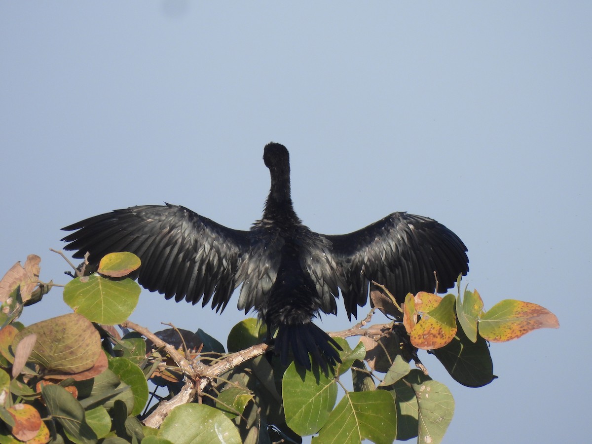Баклан яванський - ML646776255