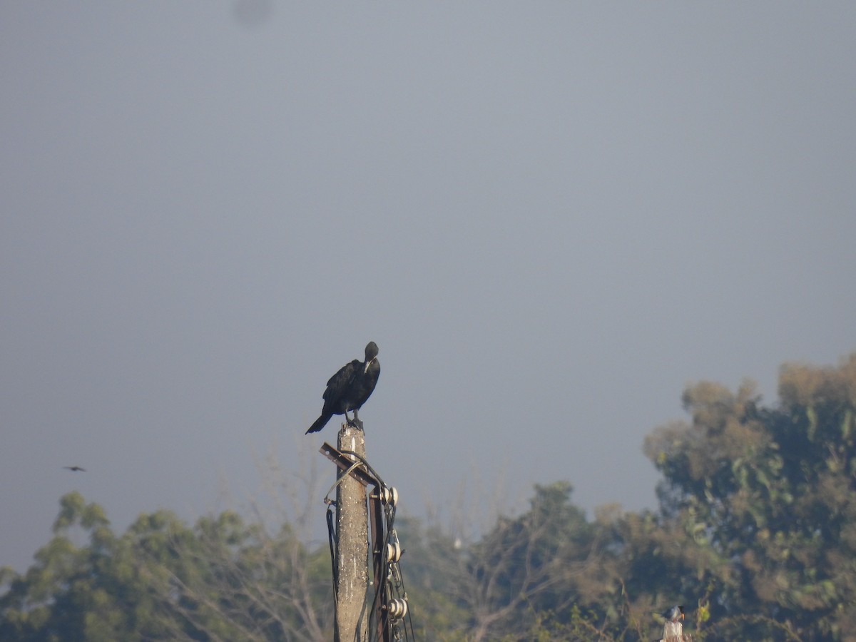 Баклан яванський - ML646776256