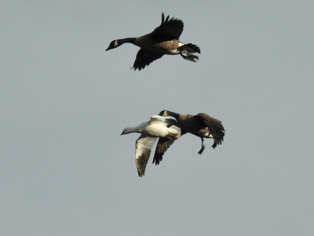 Ánsar de Ross - ML646776257