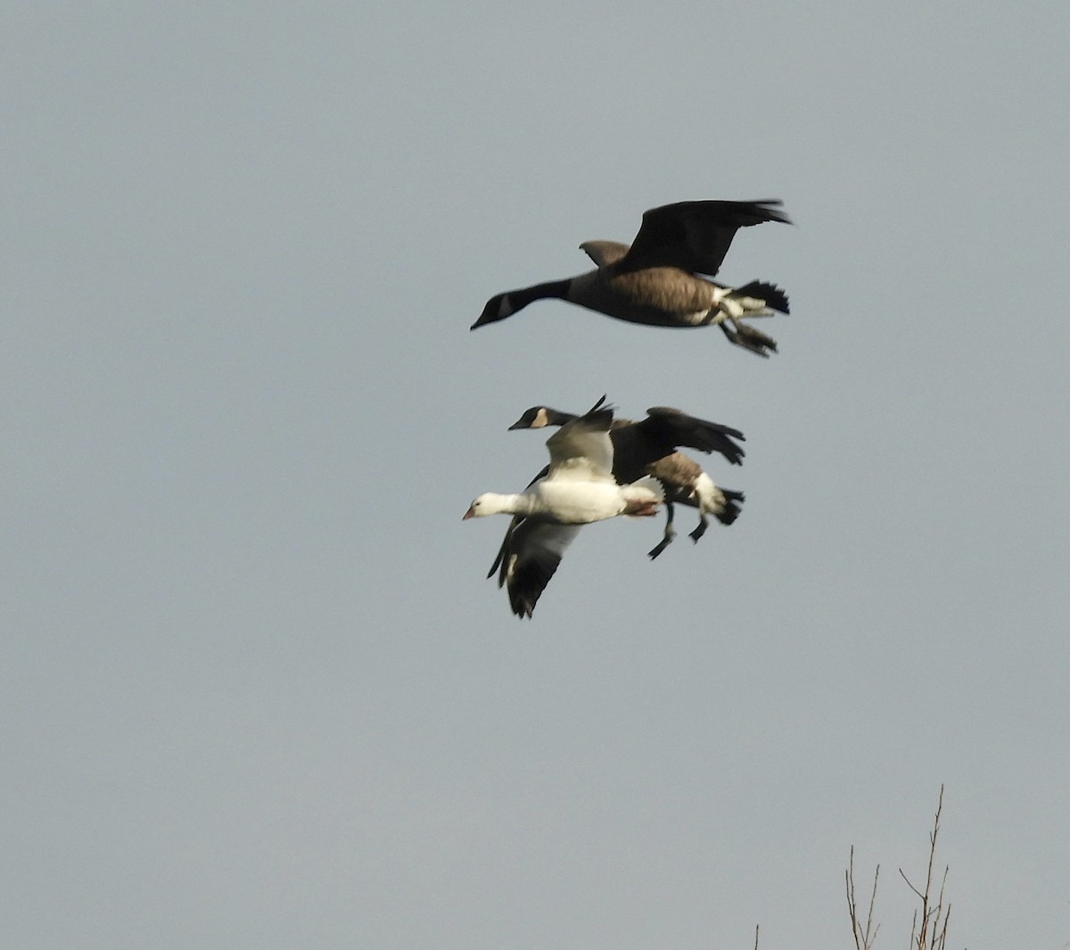 Ánsar de Ross - ML646776258