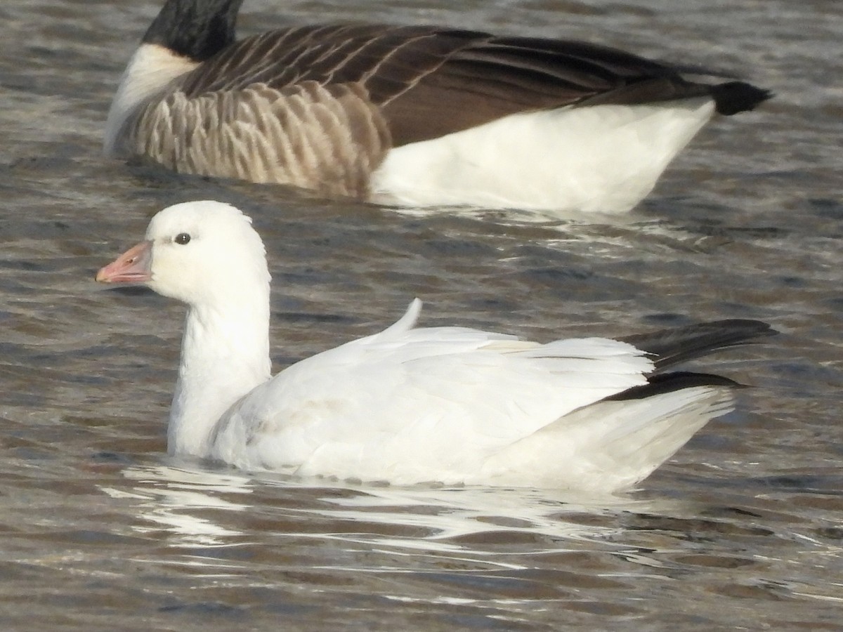 Ánsar de Ross - ML646776259