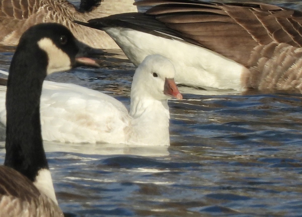 Ánsar de Ross - ML646776260