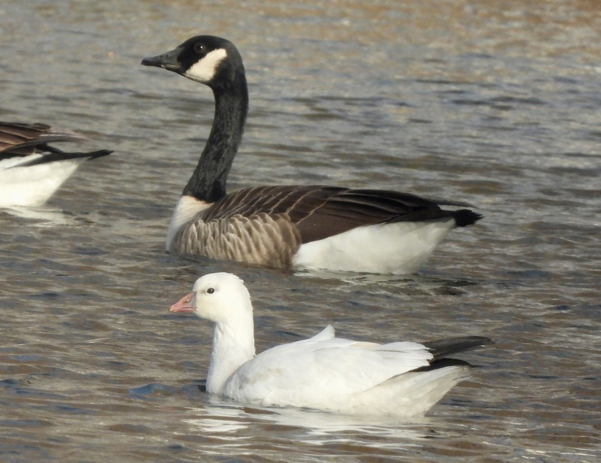 Ánsar de Ross - ML646776261