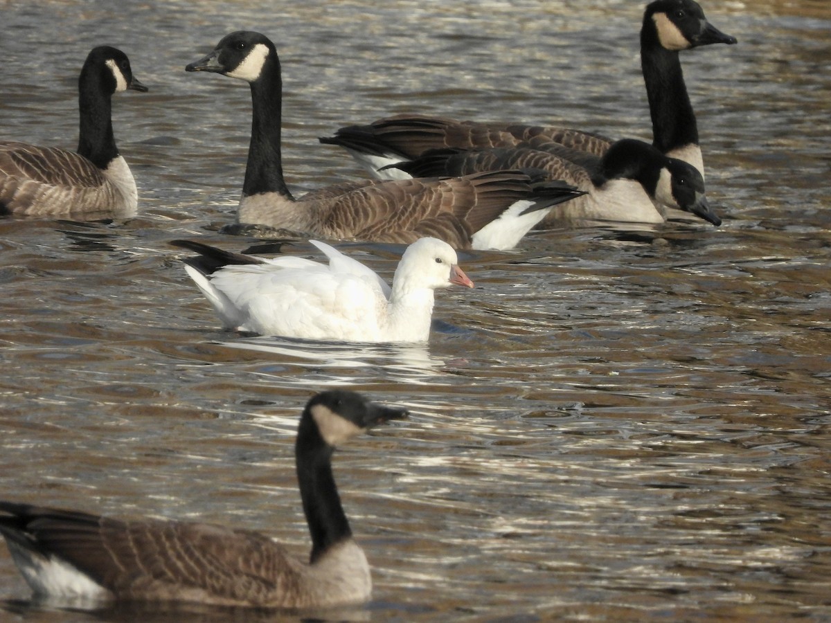 Ánsar de Ross - ML646776262