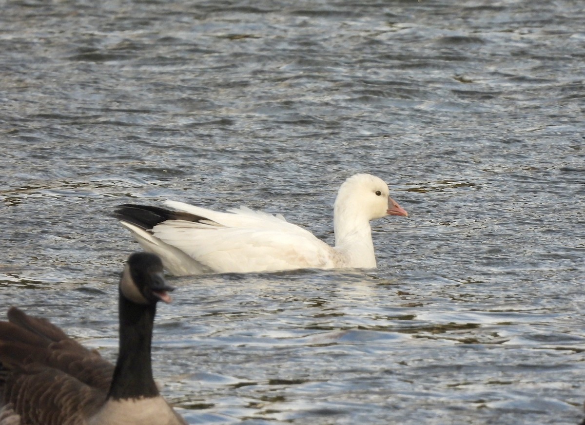 Ánsar de Ross - ML646776263