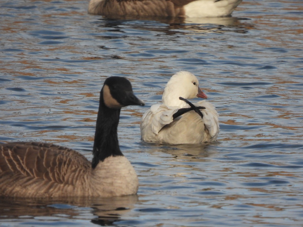 Ánsar de Ross - ML646776264