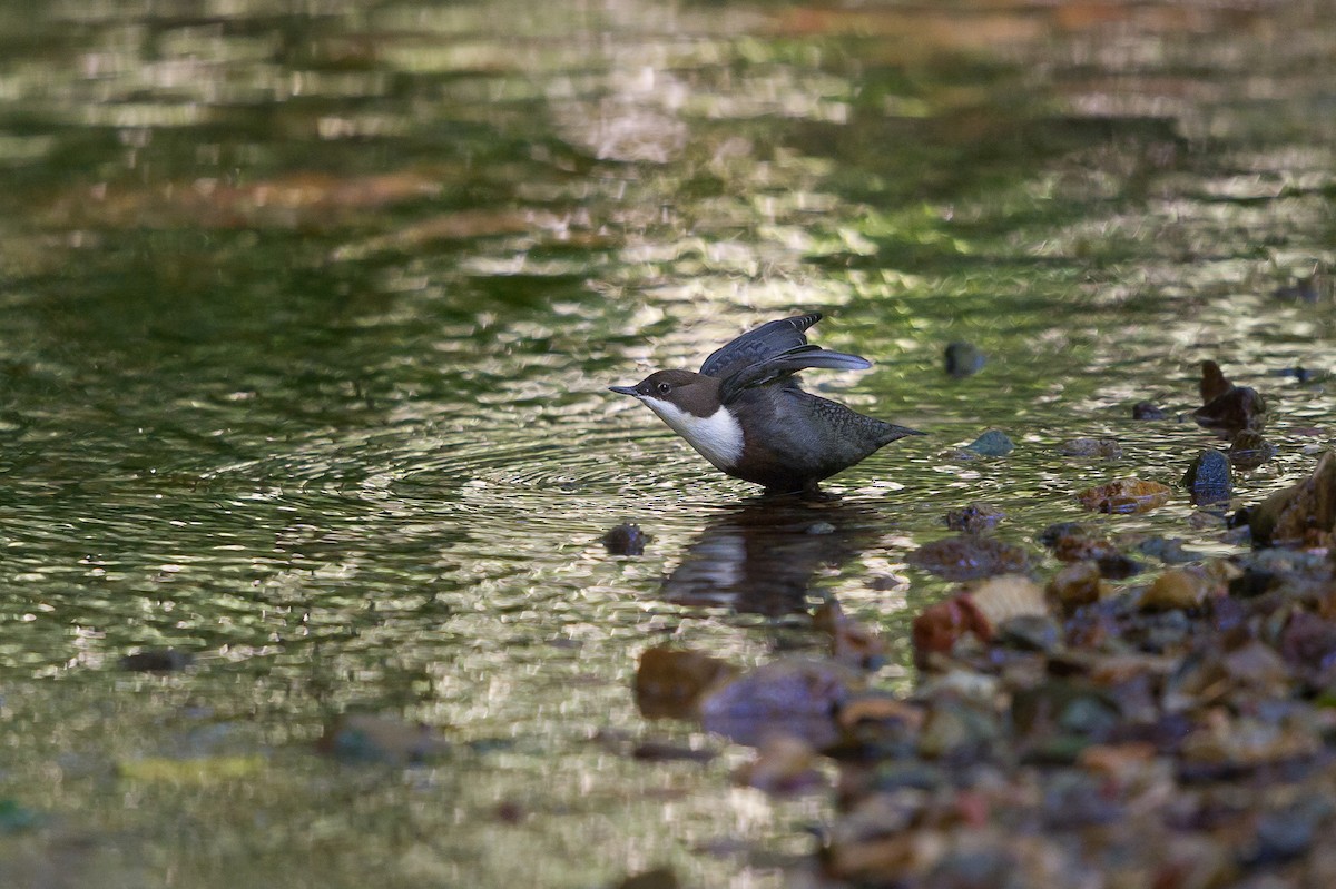 fossekall - ML646776266