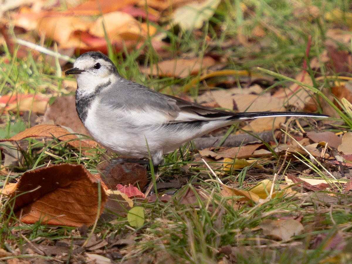 White Wagtail - ML646776268