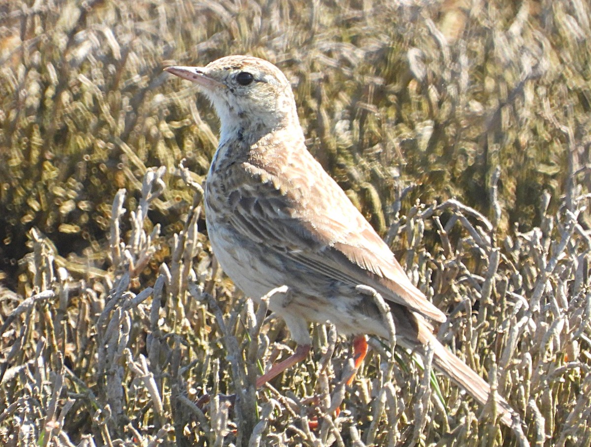 Australian Pipit - ML646776272