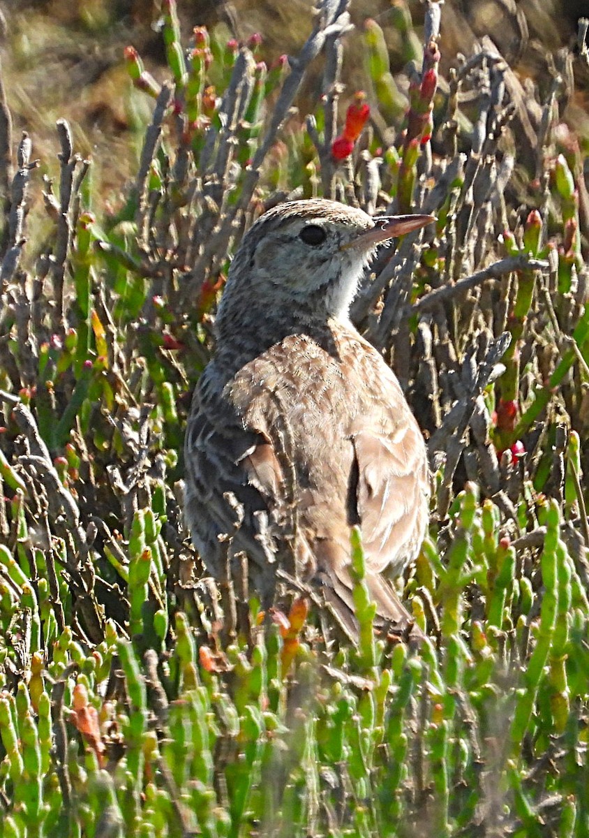 Australian Pipit - ML646776275