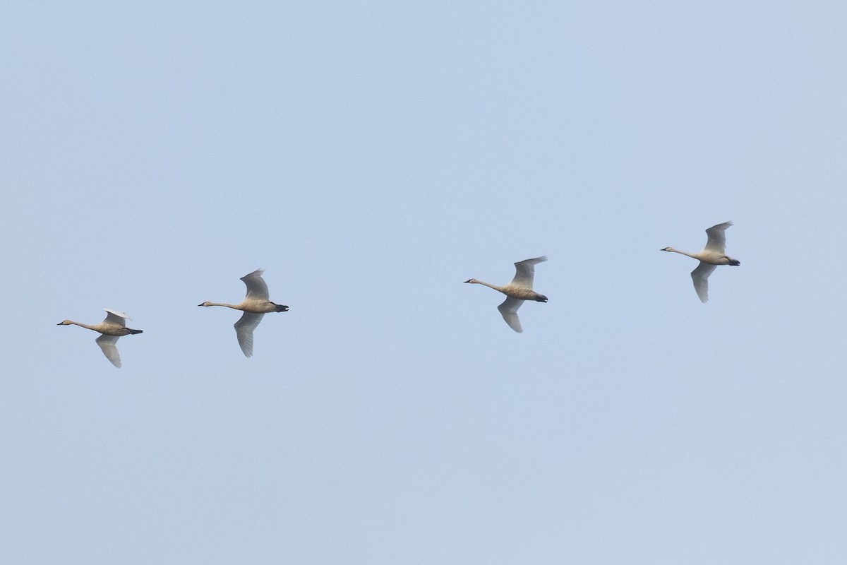Tundra Swan - ML646776279