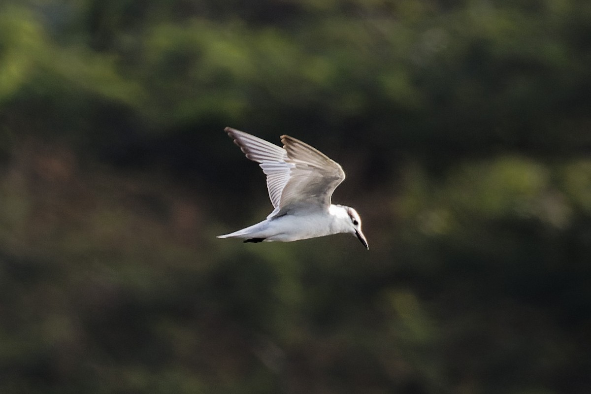 Guifette moustac - ML646776282