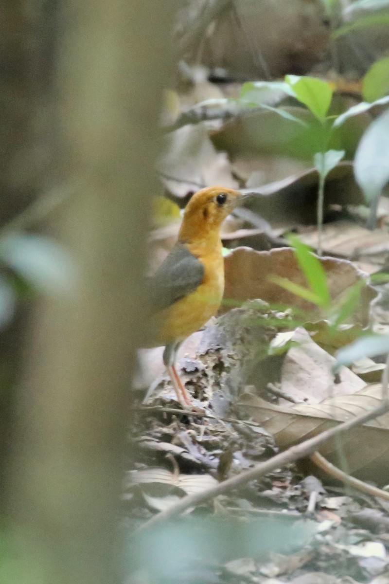 Orange-headed Thrush - ML646776286