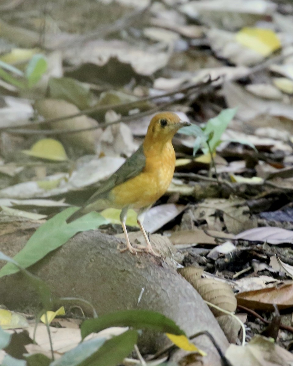 Orange-headed Thrush - ML646776287