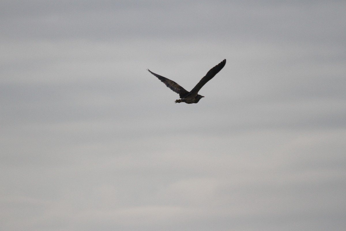 Australasian Bittern - ML646776288
