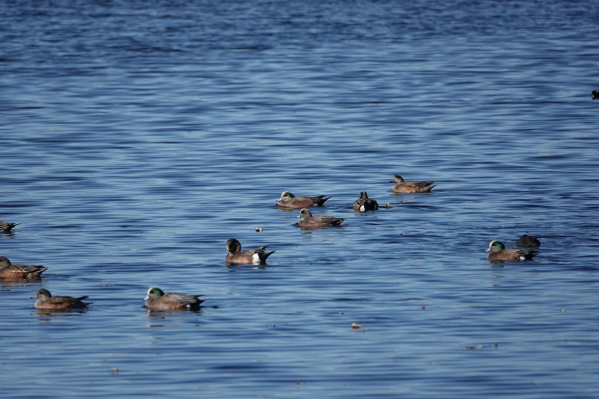 Amerika Fiyusu - ML646776289