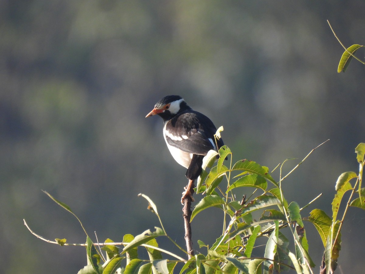 Indian Pied Starling - ML646776291
