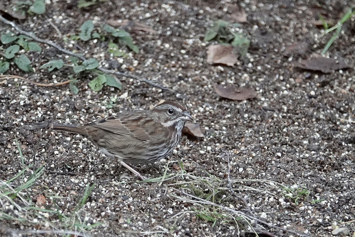 Song Sparrow - ML646776292