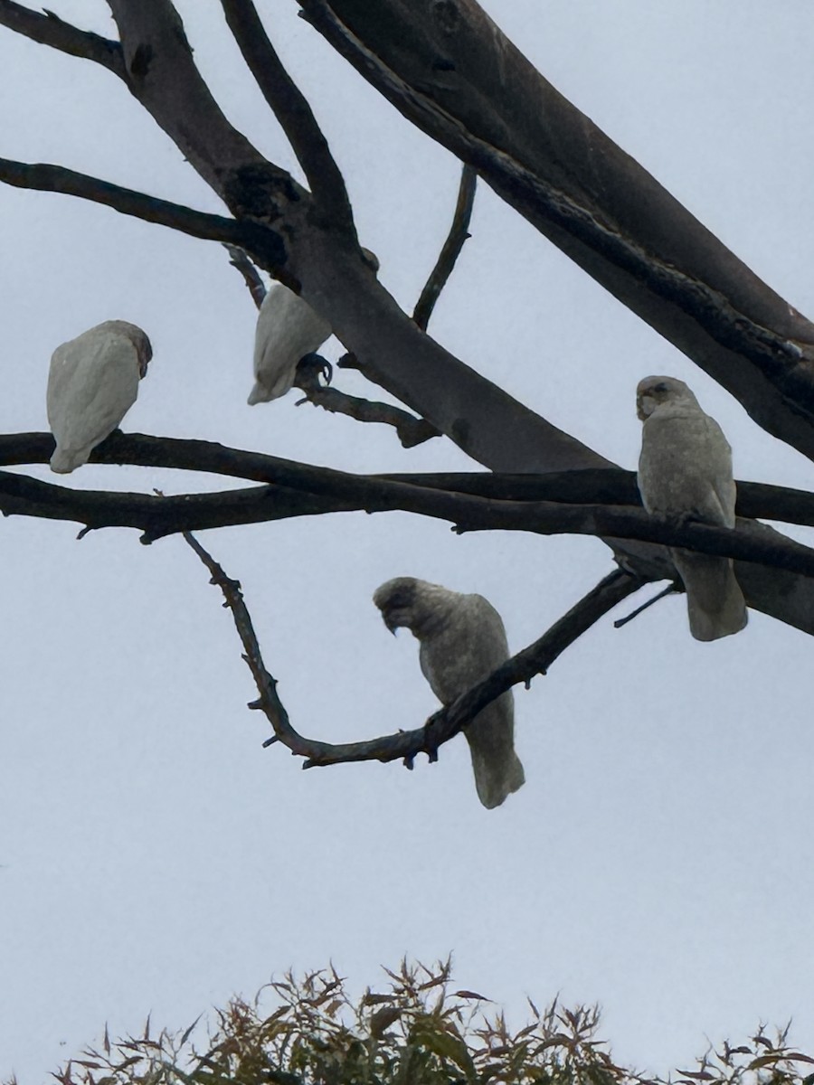 Cacatoès nasique - ML646776293