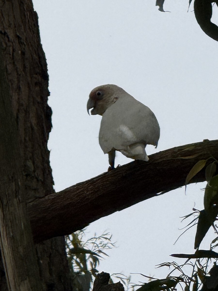 Cacatoès nasique - ML646776297