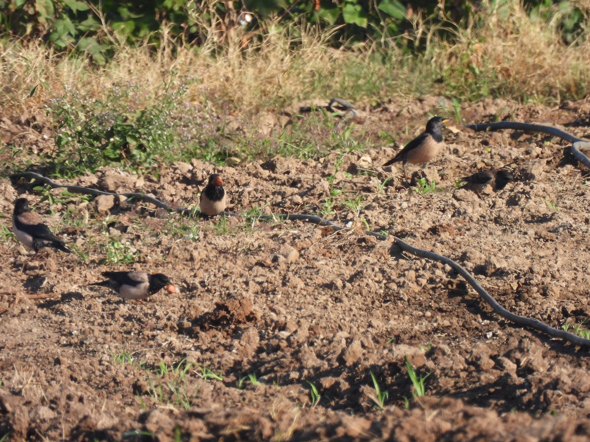 Rosy Starling - ML646776298